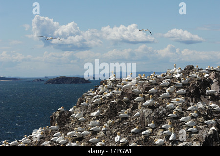 gannet Sula bassana colony nest nido colonia in volo flight pelicaniformi bird cliff uccelli scogliera Bass Rock Edimburgh Scotl Stock Photo