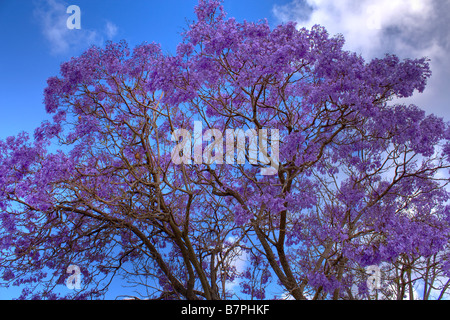 Jacaranda Tree Blossom Springtime Perth Western Australia Stock Photo