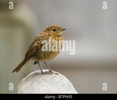 Young Robin Erithacus rubecula Hampshire England UK Stock Photo