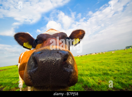 Funny cow picture Stock Photo - Alamy