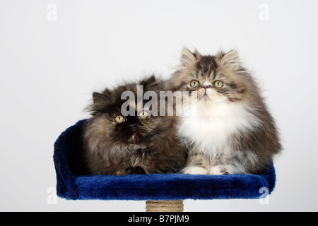 Persian Cat kittens 12 weeks black tabby white and black tortie white Stock Photo
