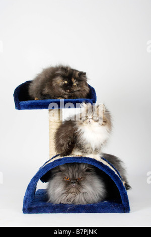 Persian Cats tomcat blue smoke and kittens 12 weeks Stock Photo