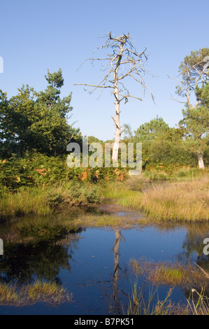 Pond and bog habitat on a lowland heath with a dead Scots pine tree, Pinus sylvestris, at  Arne Heath, Isle of Purbeck, Dorset. Stock Photo