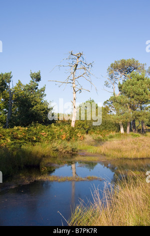 Pond and bog habitat on a lowland heath with a dead Scots pine tree, Pinus sylvestris, at  Arne Heath, Isle of Purbeck, Dorset. Stock Photo