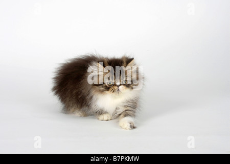 Persian Cat kitten 12 weeks black tabby white Stock Photo
