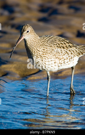 Curlew, Numenius arquata, feeding on mudflats at Lindisfarne, Northumberland. Stock Photo