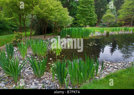 Vashon Island WA Pacific northwest garden pond with yellow flag iris along the margins Stock Photo