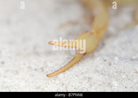 The pedipalp or claw of a captive Desert Hairy Scorpion, Hadrurus arizonensis, Montecito, California, United States of America Stock Photo