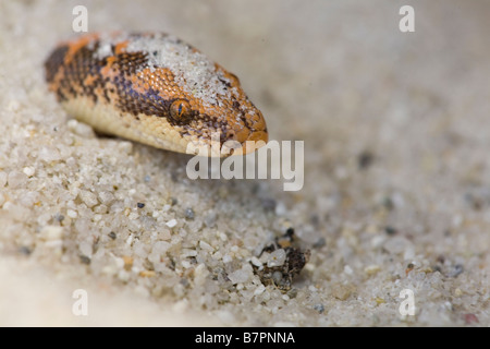 A captive Kenyan Sand Boa, Gongylophis colubrinus, hides in a sand bed in Montecito, California, United States of America Stock Photo