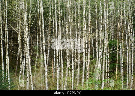 Stand of Red Alder trees in central cascades of Washington State USA Stock Photo