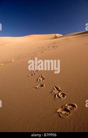 Landscape of the Khongoryn Els dunes, Gobi desert, Mongolia. Stock Photo