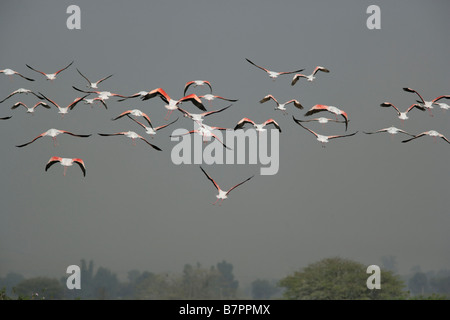 A flock of Flamingos in flight. (Phoenicopterus roseus) Stock Photo