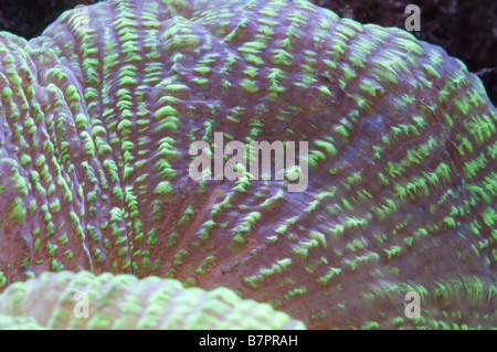 Open Brain Coral Metallic Green Stock Photo