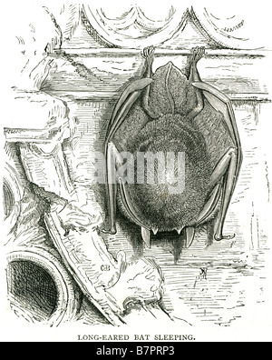 Long Eared Bat Plecotus auritus brown long-eared Sleeping Ceiling House Inside Wildlife nature animal wild Outdoor Stock Photo