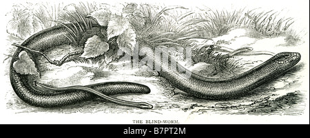 Blind Worm Anguis fragilis slow-worm snake limbles Stock Photo