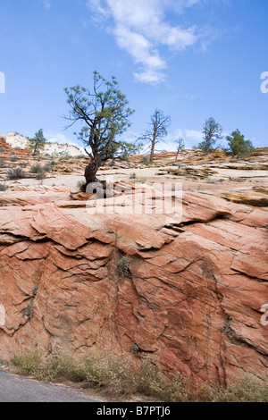 tree on rock Stock Photo
