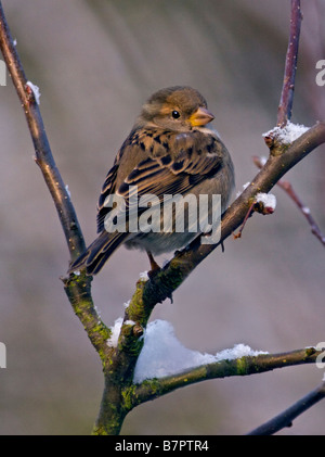 Juvenile House Sparrow (passer domesticus) on snowy branches, UK Stock Photo