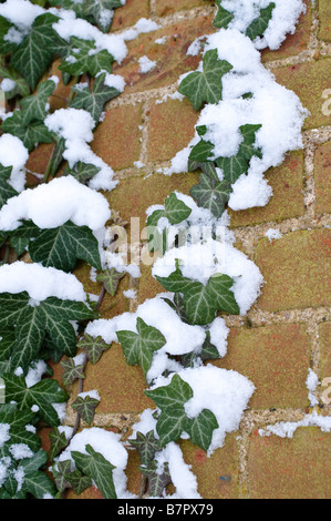 Ivy covered with snow England UK Stock Photo