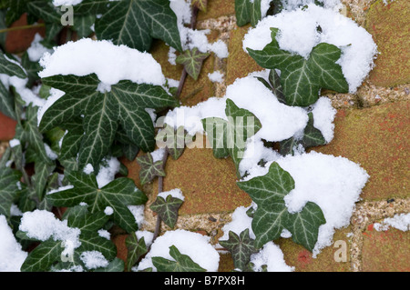 Ivy covered with snow England UK Stock Photo