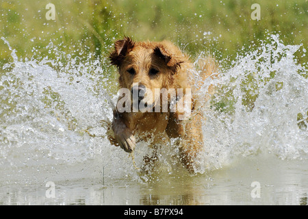 Golden Retriever - running in water Stock Photo