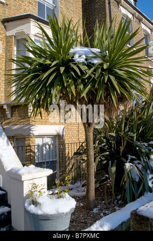 UK.Tropical plants covered in snow.Hackney,London Photo Julio Etchart Stock Photo
