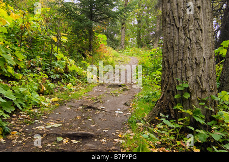 Trail through forest w/fallen leaves @ beginning of autumn Chugach State Park Southcentral Alaska Stock Photo