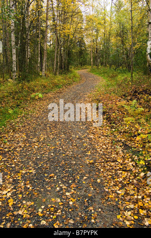Path through forest w/fallen leaves in autumn Chugach State Park Southcentral Alaska Stock Photo