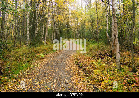 Path through forest w/fallen leaves in autumn Chugach State Park Southcentral Alaska Stock Photo