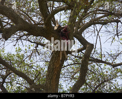 The remains of prey in a tree which was killed by a Leopard in Kenya Stock Photo