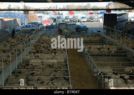 Sheep in pens ready for auction at Melton Mowbray Market Stock Photo