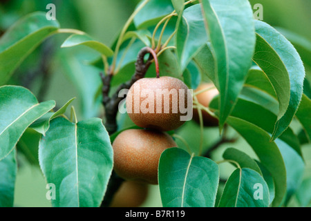 Shinseiki Asian pear, Asian pear (Pyrus pyrifolia, Pyrus pyrifolia f. culta), with fruits Stock Photo