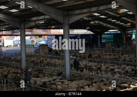 Sheep in pens ready for auction at Melton Mowbray Market Stock Photo