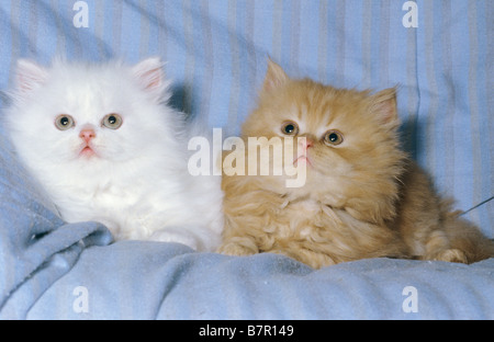two Persian kittens - lying on blanket Stock Photo