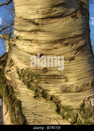 downy birch (Betula utilis), bark Stock Photo