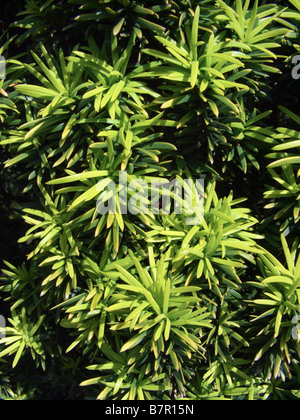 common yew (Taxus baccata 'Fastigiata Aurea', Taxus baccata Fastigiata Aurea), leaves of sort Fastigiata Aurea Stock Photo
