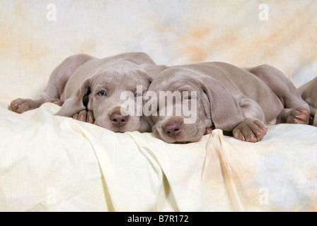 two Weimaraner puppies - lying on Sofa Stock Photo