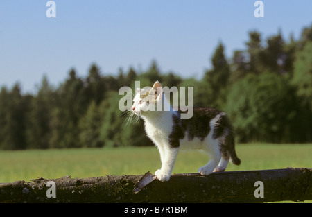 kitten - standing on tree trunk Stock Photo