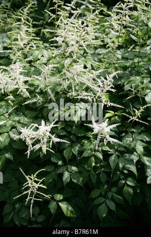 False Spiraea or Meadow Sweet, Astilbe simplicifolia 'Alba', Saxifragaceae Stock Photo