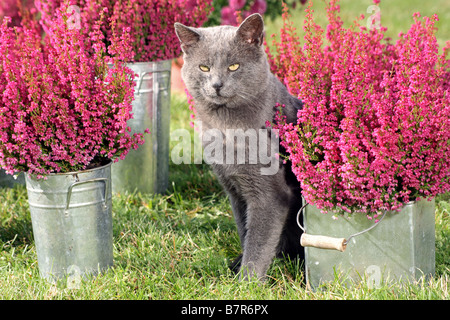 grey cat - sitting in between erica Stock Photo