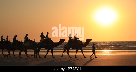 Camels on Cable Beach, Broome Stock Photo