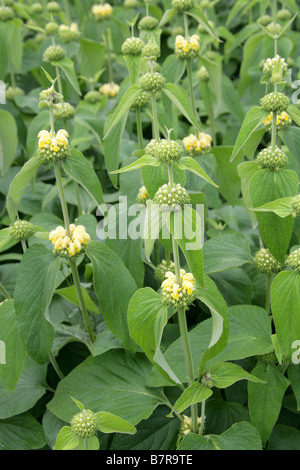 Phlomis longifolia 'Edward Bowles', Lamiaceae Stock Photo