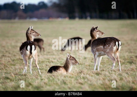 Fallow Deer in the Phoenix Park, Dublin, Ireland Stock Photo
