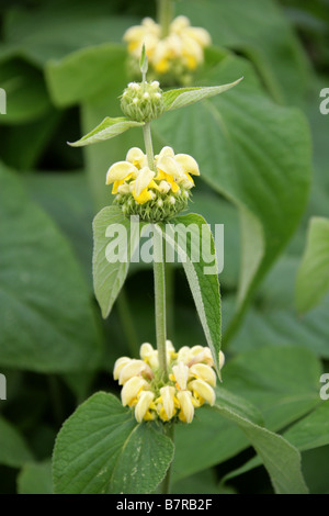 Phlomis longifolia 'Edward Bowles', Lamiaceae Stock Photo