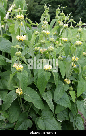 Phlomis longifolia 'Edward Bowles', Lamiaceae Stock Photo