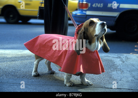 Basset Hound in Red Raincoat, NYC Stock Photo