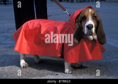 Basset Hound in Red Raincoat, NYC Stock Photo