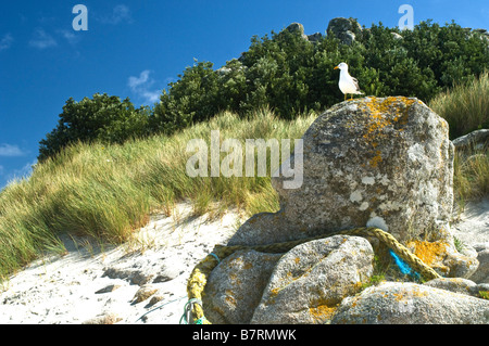 Seagull on a rock on the beach on St. Martins Isles of Scilly Stock Photo