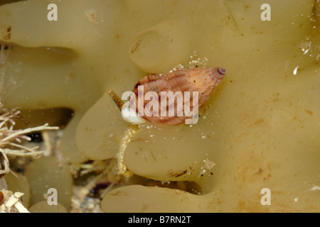 Thick lipped dog whelk Hinia incrassata Nassariidae in a rockpool UK Stock Photo