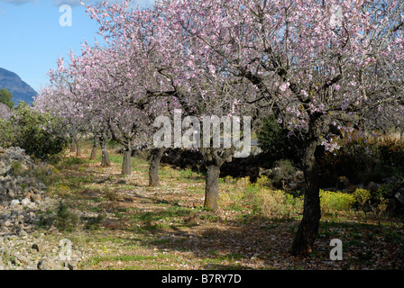 almond trees in flower, Jalon Valley, Marina Alta, Alicante Province, Cominidad Valenciana, Spain Stock Photo