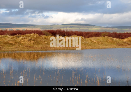 established dune system kenfig burrows national nature reserve near ...